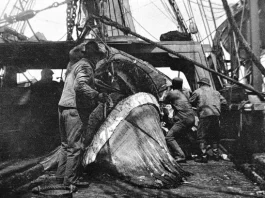 Cape Verdeans in Massachusetts: A Legacy of Maritime Excellence